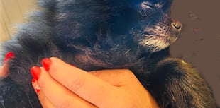 How a Pomeranian named Dotty inspired an animal sanctuary