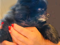 How a Pomeranian named Dotty inspired an animal sanctuary