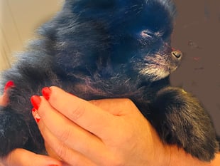 How a Pomeranian named Dotty inspired an animal sanctuary