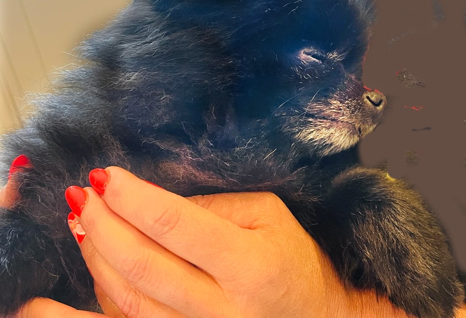 How a Pomeranian named Dotty inspired an animal sanctuary