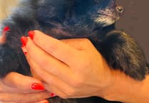 How a Pomeranian named Dotty inspired an animal sanctuary