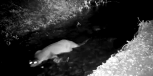 Otter spotted in nature reserve stream far from river