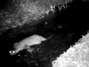 Otter spotted in nature reserve stream far from river