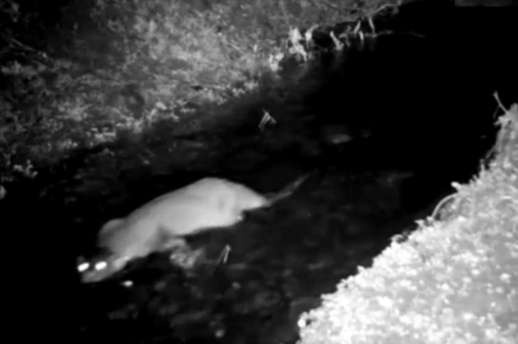 A screenshot of the otter captured in the stream at Llangrove