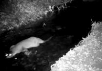 Otter spotted in nature reserve stream far from river