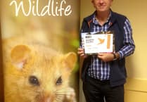 Join the Big British Garden Survey to boost wildlife diversity