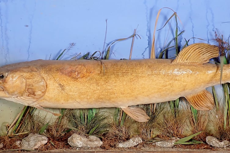 Taxidermy Pike 