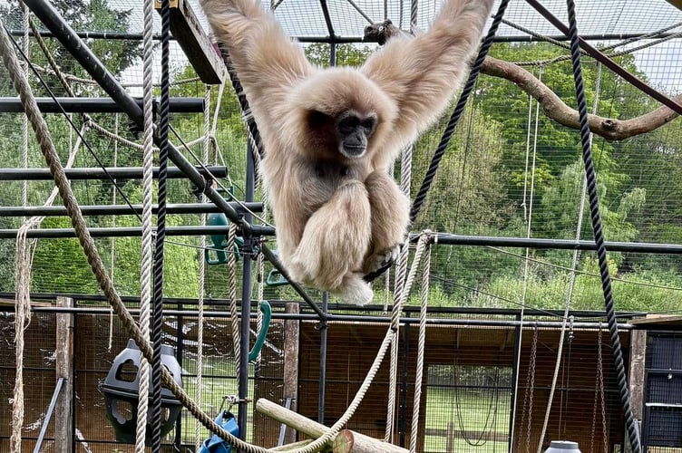 Swing when you're winning for one of the rescue animals at Wildlife Exotic