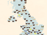 Orange-tip leads Herefordshire Favourite Butterfly survey