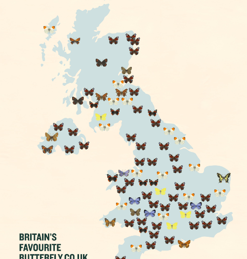 Orange-tip leads Herefordshire Favourite Butterfly survey