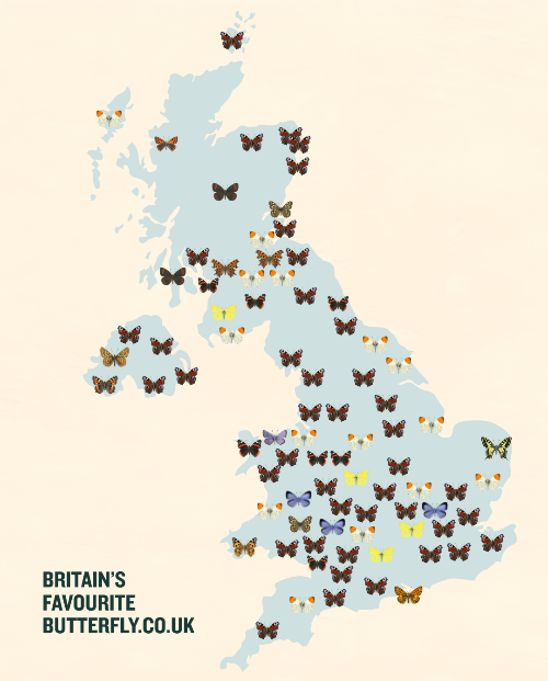 Orange-tip leads Herefordshire Favourite Butterfly survey
