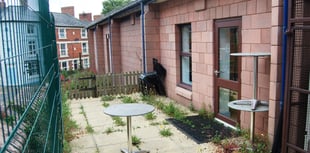 Ross Library garden to get community-driven makeover