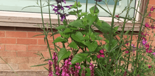 Newent's volunteers create vibrant displays