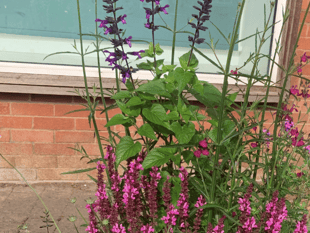 Newent's volunteers create vibrant displays