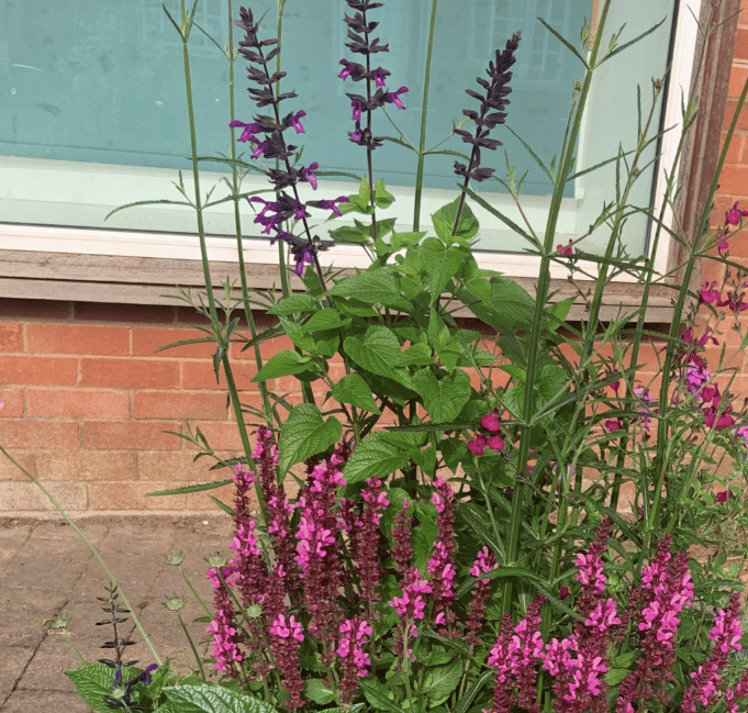 Newent's volunteers create vibrant displays