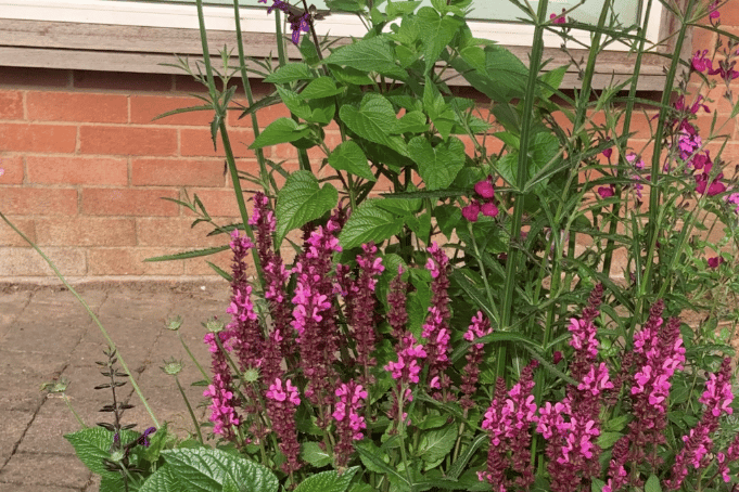Colourful floral displays planted by volunteers are brightening Newent High Street