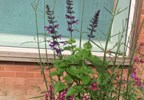 Volunteers brighten Newent with floral displays