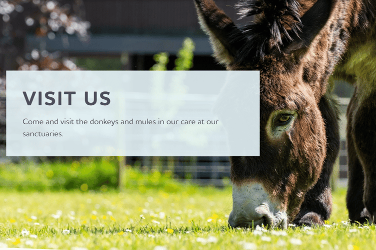 The Donkey Sanctuary