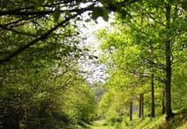 Wye Valley Walk blocked by fallen trees, leaving visitors disappointed