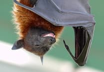 TV star Hammond happy to live with the bats
