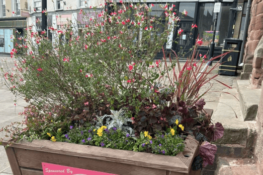 Seasonal bedding plants have brought a fresh splash of autumn colour to planters outside Lalena Jewellery in Ross-on-Wye. The plants were supplied by Barbers Bridge Nurseries.