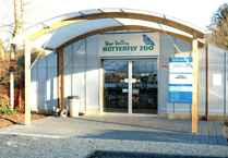 Discover a tropical paradise at Wye Valley Butterfly Zoo