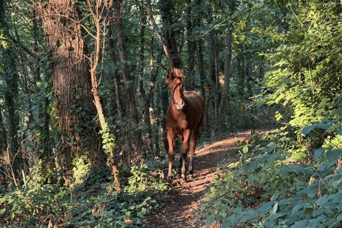 Six-month-old foal Luna sparked a major search after escaping near Tank Meadow and running through fields and woodland before being safely reunited with her companions.