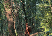 Community comes together to rescue escaped foal in Ross-on-Wye