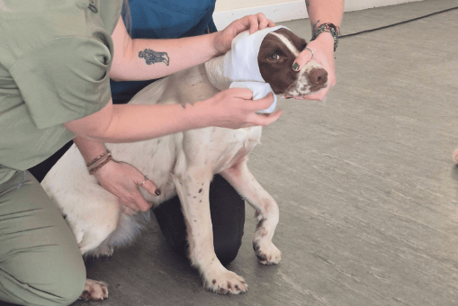 A dog takes part in the first aid course at Tudorville and District Community Centre in Ross-on-Wye.