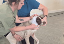 Ross-on-Wye dog owners gain life-saving knowledge