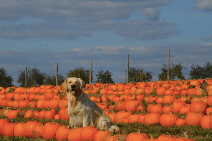 The Pumpkin Patch at New House Farm in Herefordshire has been named among the West Midlands' five most dog-friendly pumpkin patches.