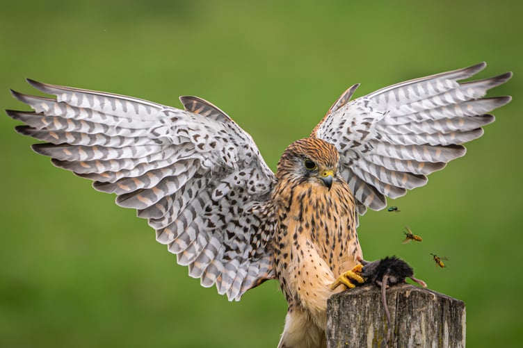 K is for Kestrel as photographed by Paul Dowgill, winner of the colour section.