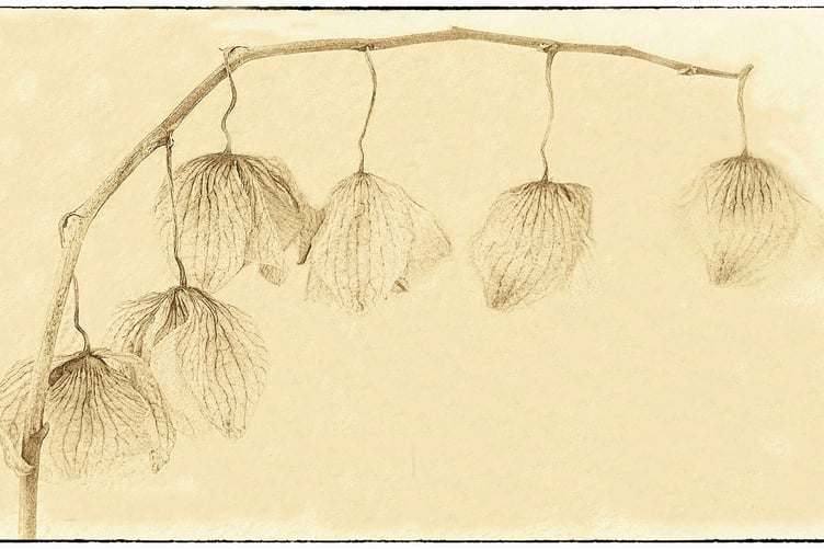 Barbara Nash photograph of seed heads was placed third in the monochrome section.